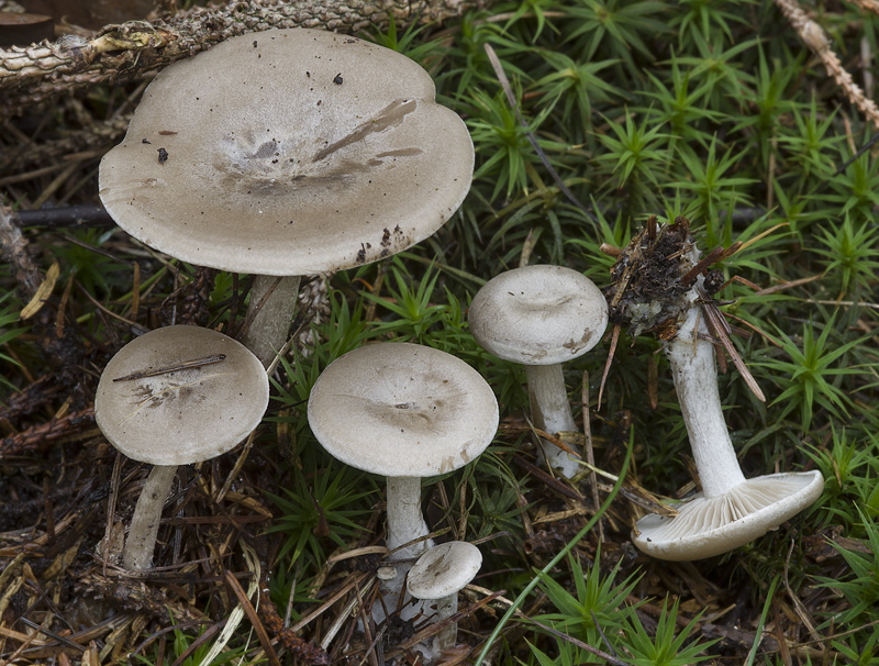 Clitocybe ditopus